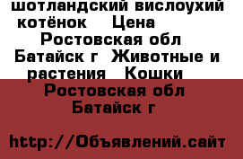 шотландский вислоухий котёнок  › Цена ­ 3 000 - Ростовская обл., Батайск г. Животные и растения » Кошки   . Ростовская обл.,Батайск г.